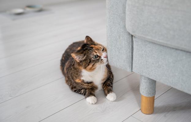 Котка се търка