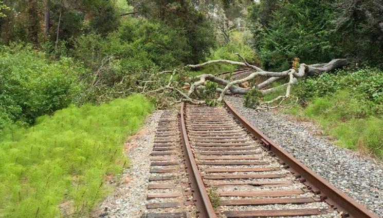 жп линия - Паднало дърво спря влака между Мирково и Столник