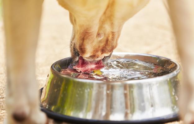 куче пие вода