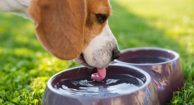 куче пие вода