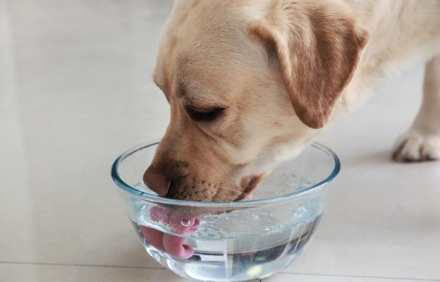 куче пие вода