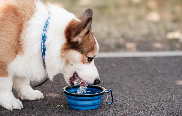 куче пие вода
