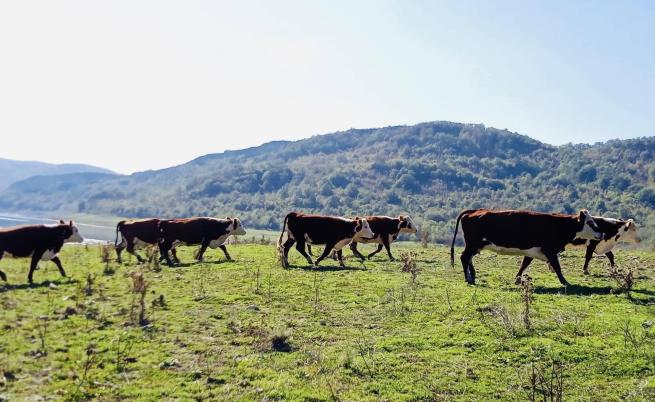 БАБХ разкри 