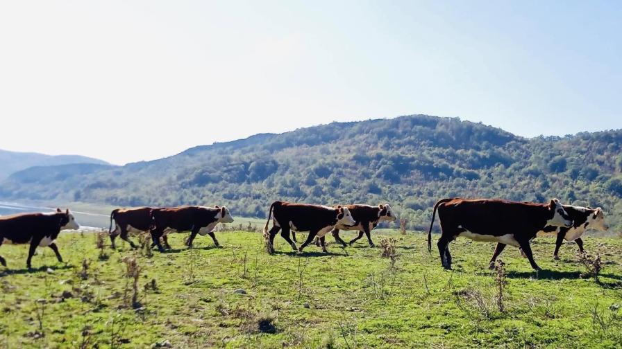 БАБХ разкри "виртуални" животни в Смолянско, за които са вземани субсидии