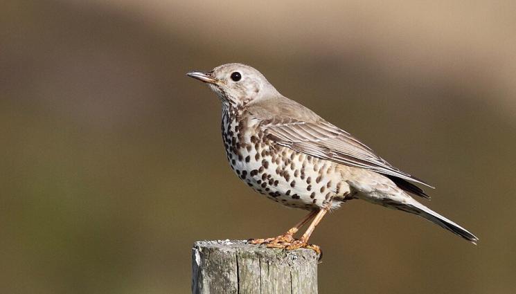 Дрозд - Борят охлювите с дроздове