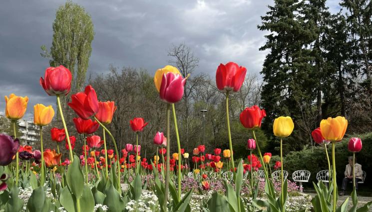 лалета - Оставете листата на луковичните да изсъхнат