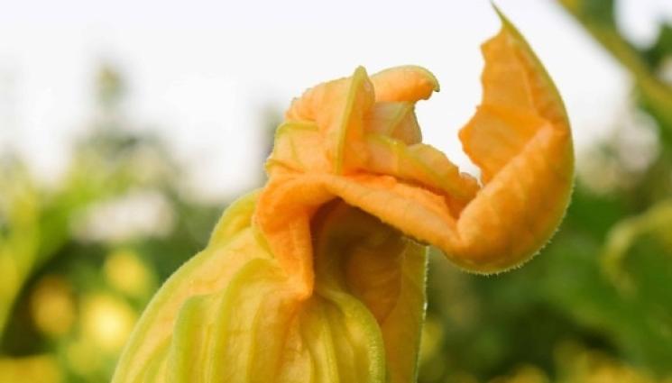 тиквичка - Обичат подхранване: Тиквичките искат поне 6 часа слънце