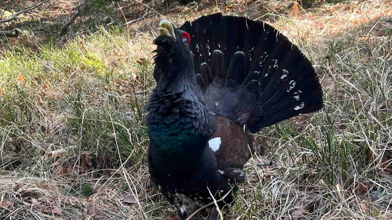 Мъжки глухар в Родопите