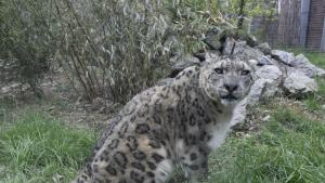 бял тигър зоопарк София