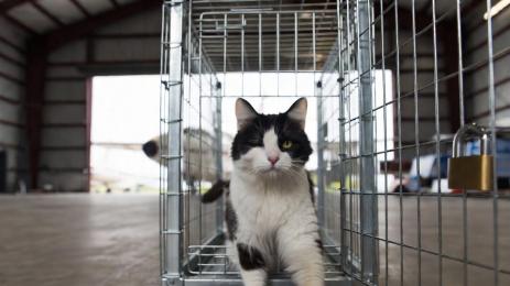 едноока котка