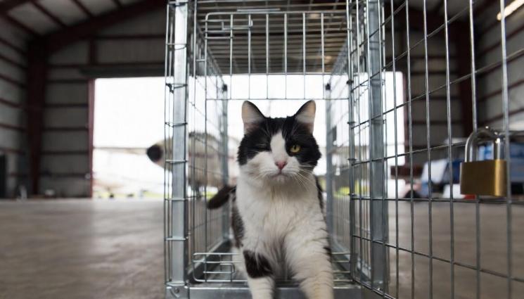 едноока котка - ШОК! Едноок котарак изчезна в небето