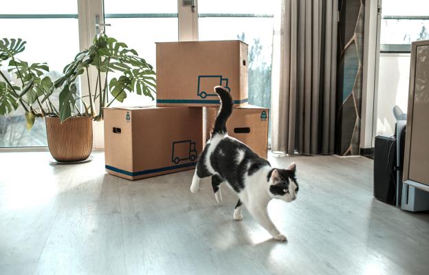 Котка се мести