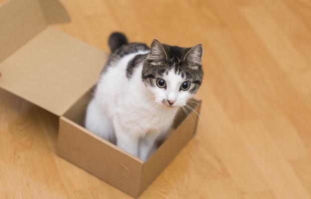 Котка се мести