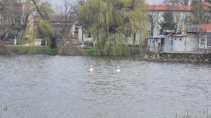 Бели лебеди озариха езерото в Севар за първи път (СНИМКИ)