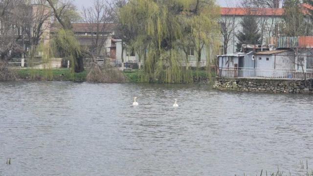 Бели лебеди озариха езерото в Севар за първи път (СНИМКИ)