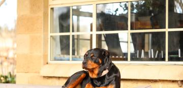 10 от най-добрите породи кучета-пазачи със силен защитен инстинкт