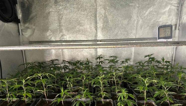 трева - Разкриха модерна наркооранжерия в курорт край Варна (СНИМКИ)