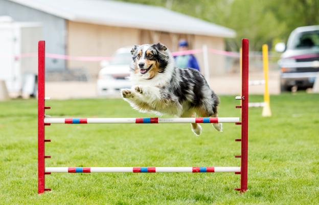 куче аджилити
