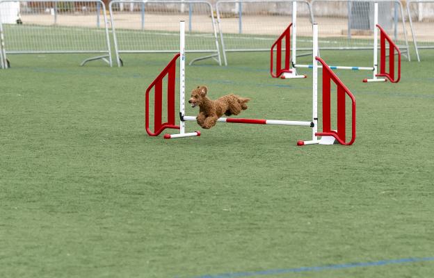 куче аджилити