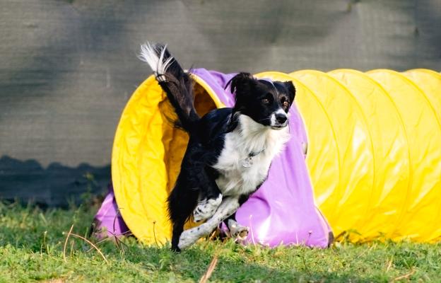 куче аджилити