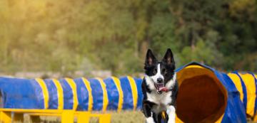 Кой вид упражнения е подходящ за вашето куче?