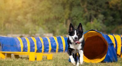 куче аджилити