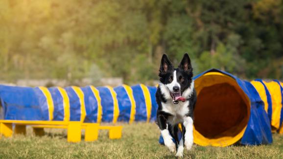 Кой вид упражнения е подходящ за вашето куче?