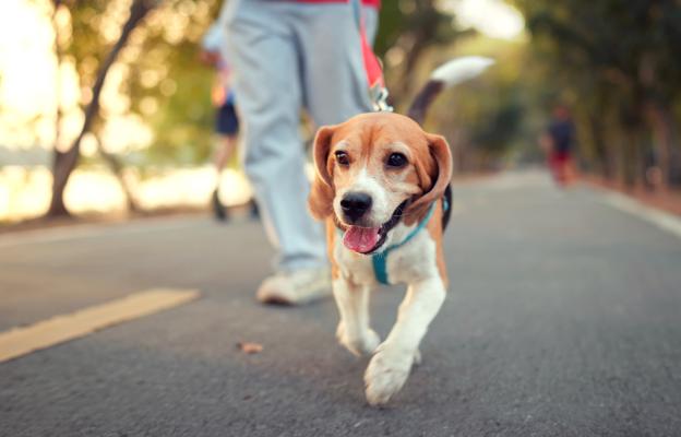 куче аджилити