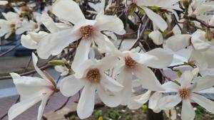 магнолии Хасково