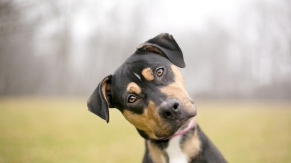 5 причини защо кучето не ви обръща внимание