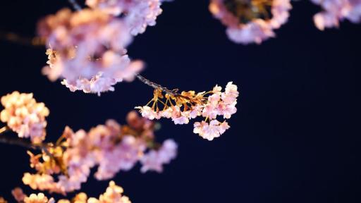 Цъфтящите вишни в Япония - магията, наречена сакура