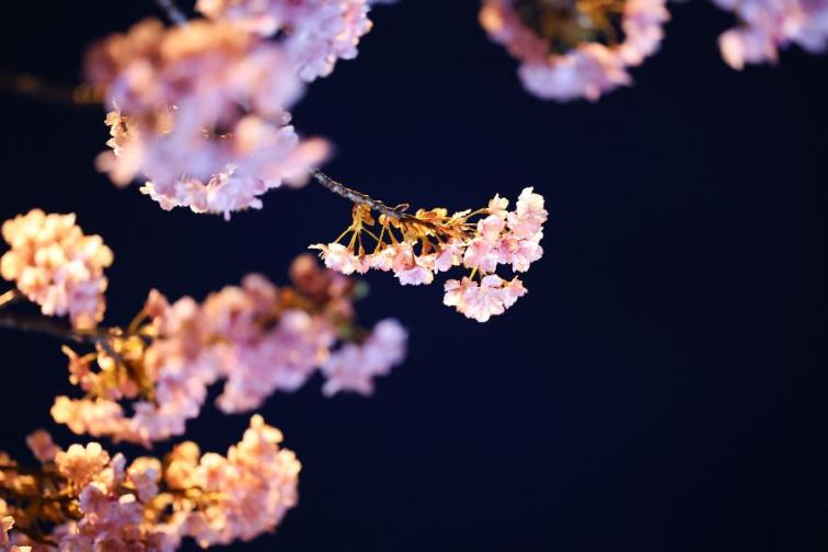 Цъфтящите вишни в Япония магията наречена сакура