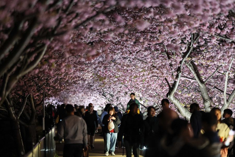 <p>Цъфтящите вишни в Япония - магията, наречена сакура.</p>