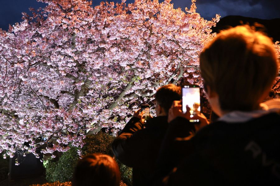 <p>Цъфтящите вишни в Япония - магията, наречена сакура.</p>