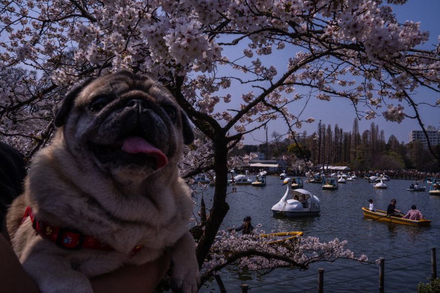 <p>Цъфтящите вишни в Япония - магията, наречена сакура.</p>