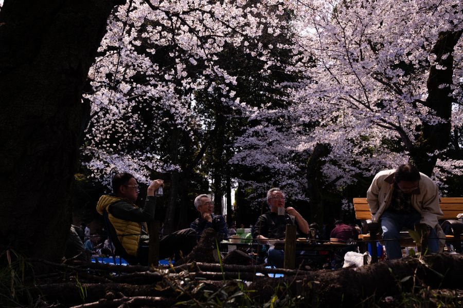 <p>Цъфтящите вишни в Япония - магията, наречена сакура.</p>