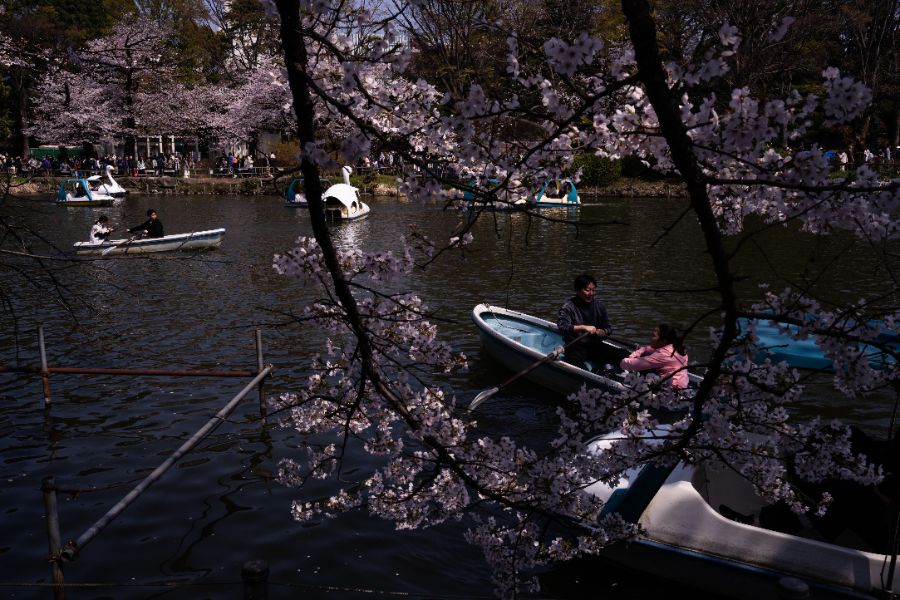 <p>Цъфтящите вишни в Япония - магията, наречена сакура.</p>