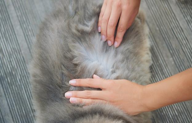 Котка в кутия