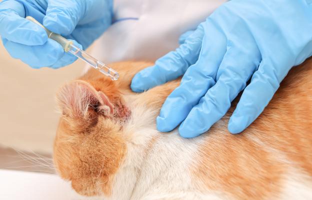 Котка в кутия