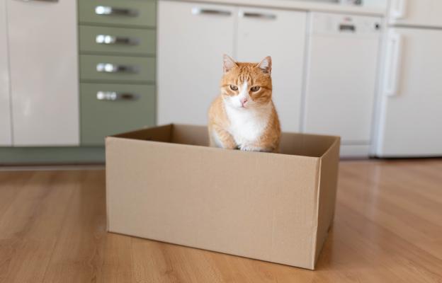 Котка в кутия