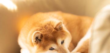 11 породи кучета със силен характер и собствено мнение