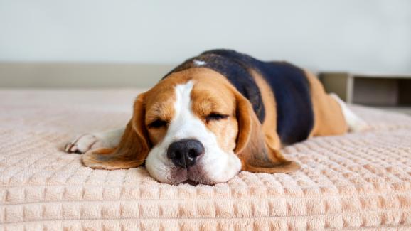 Как да разберем, че кучето ни е болно