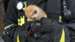 пожарникар коте