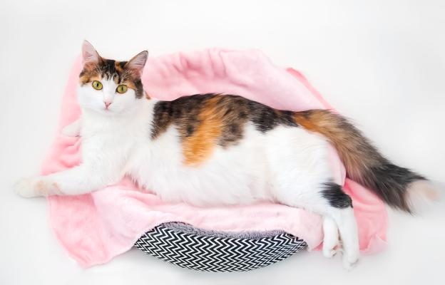 Бременна котка