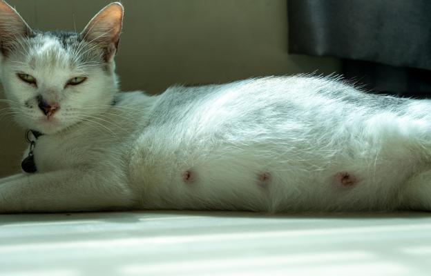 Бременна котка