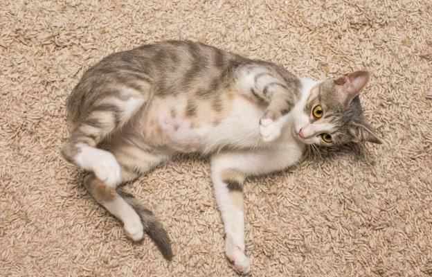 Бременна котка