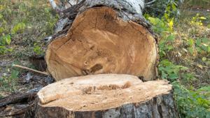 паднало дърво