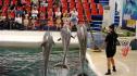 делфинариум