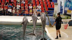 делфинариум