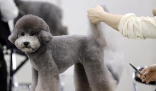 Фризури за милиони: Най-добрите грумъри в света се събират в Токио